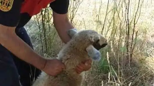 Kuyuya düşen Kuzu'yu itfaiye kurtardı