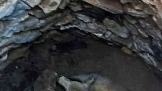 Kuyuya düşen Kuzu'yu itfaiye kurtardı