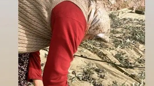 Londra'da dil eğitimi aldı, baba ocağına dönüp zeytinyağı işine girdi