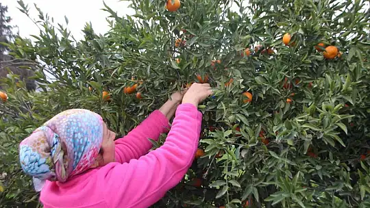 Mandalinalara dijital kimliklendirme projesi