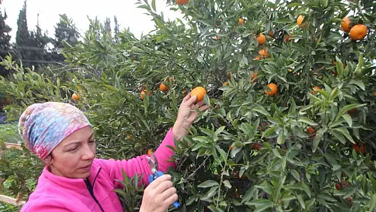 Mandalinalara dijital kimliklendirme projesi