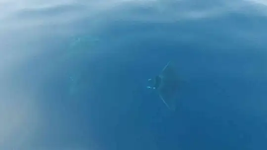 Marmaris açıklarında 'Hayalet Vatoz' sürprizi