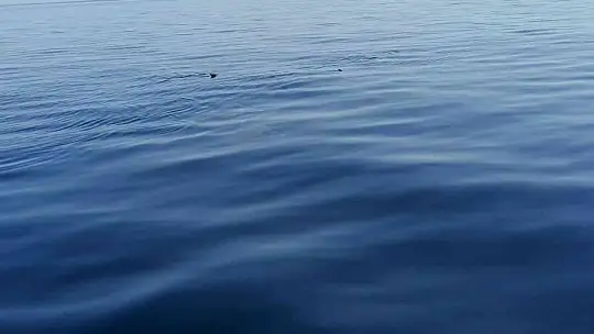 Marmaris açıklarında 'Hayalet Vatoz' sürprizi