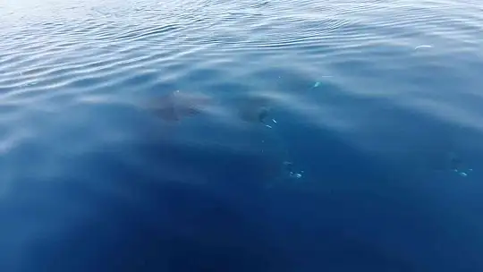 Marmaris açıklarında 'Hayalet Vatoz' sürprizi