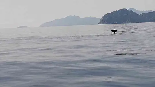 Marmaris açıklarında 'Hayalet Vatoz' sürprizi