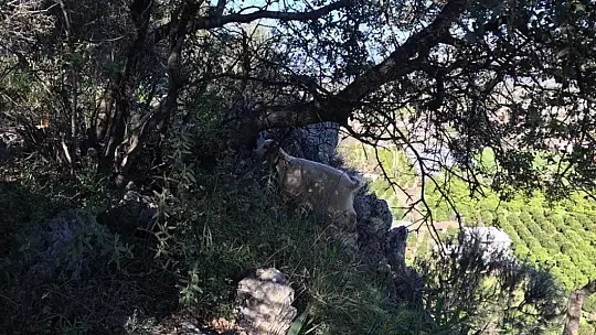 Marmaris AKUT ekibinden keçi kurtarma operasyonu