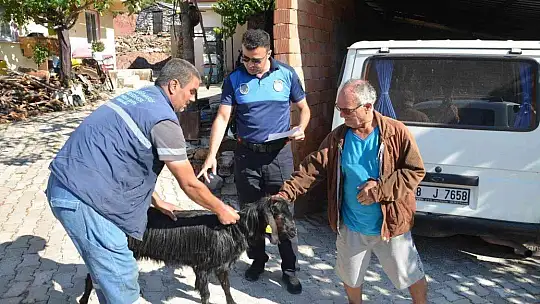 Marmaris Belediyesi 257 keçiyi vatandaşlara dağıttı