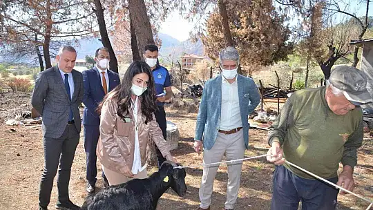 Marmaris Belediyesi 257 keçiyi vatandaşlara dağıttı