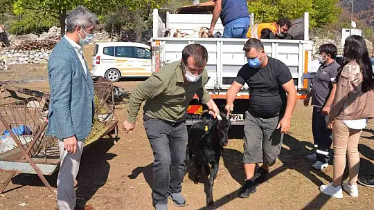 Marmaris Belediyesi 257 keçiyi vatandaşlara dağıttı