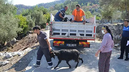 Marmaris Belediyesi 257 keçiyi vatandaşlara dağıttı
