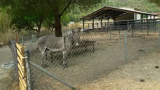 Marmaris Belediyesi Geçici Hayvan Bakımevi yangından etkilenen hayvanlara en güvenli alan oldu