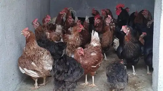 Marmaris Belediyesi Geçici Hayvan Bakımevi yangından etkilenen hayvanlara en güvenli alan oldu