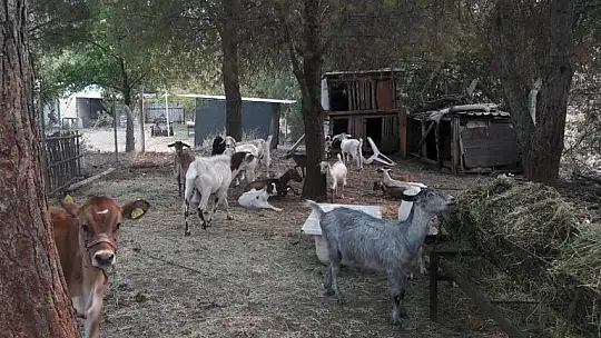 Marmaris Belediyesi Geçici Hayvan Bakımevi yangından etkilenen hayvanlara en güvenli alan oldu