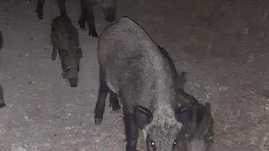 Marmaris Belediyesi Geçici Hayvan Bakımevi yangından etkilenen hayvanlara en güvenli alan oldu