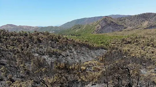 Marmaris Bördübet yangınında soğutma çalışmaları tüm hızı ile devam ediyor