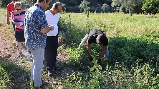 Marmaris'e gelen Alman heyet yer fıstığı topladı