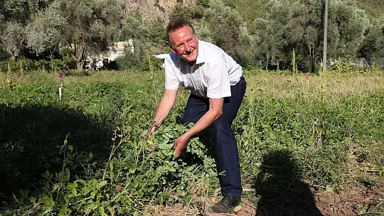 Marmaris'e gelen Alman heyet yer fıstığı topladı