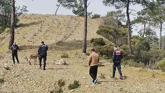 Marmaris'te başıboş eşekler tüfekle vurulmuş halde bulundu