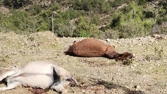Marmaris'te başıboş eşekler tüfekle vurulmuş halde bulundu