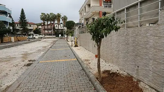 Marmaris'te cadde yenilemesi sırasında kaldırılan ağaçlar yeniden toprakla buluştu