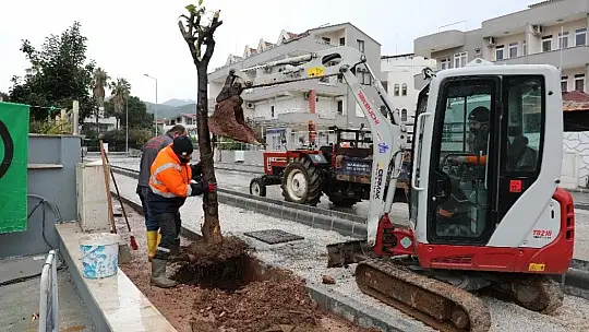 Marmaris'te cadde yenilemesi sırasında kaldırılan ağaçlar yeniden toprakla buluştu