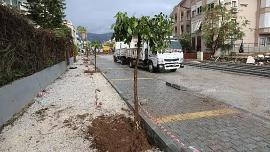 Marmaris'te cadde yenilemesi sırasında kaldırılan ağaçlar yeniden toprakla buluştu