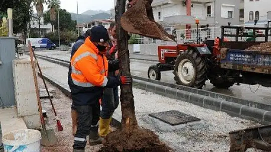 Marmaris'te cadde yenilemesi sırasında kaldırılan ağaçlar yeniden toprakla buluştu