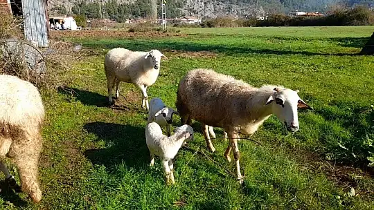 Marmaris'te çobanlara kurt ve domuz korkusu sardı