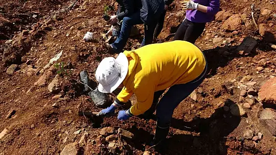 Marmaris'te gönüllüler fidan ve tohum dikimlerine devam ediyor