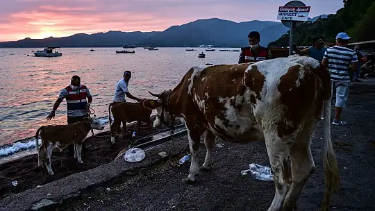 Marmaris'te hayvanlarını canları pahasına korudular