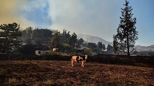 Marmaris'te hayvanlarını canları pahasına korudular