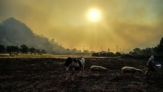 Marmaris'te hayvanlarını canları pahasına korudular
