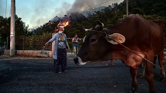 Marmaris'te hayvanlarını canları pahasına korudular