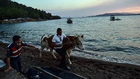 Marmaris'te hayvanlarını canları pahasına korudular