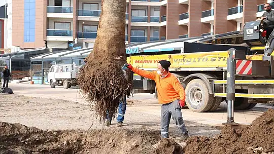 Marmaris'te sahili palmiyeler kaplayacak