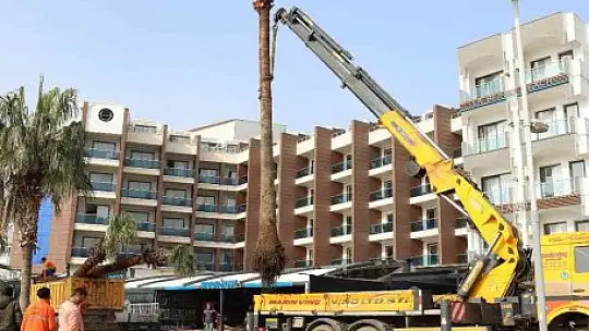 Marmaris'te sahili palmiyeler kaplayacak