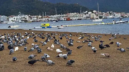 Marmaris'te sahilin keyfini bu defa güvercinler çıkardı