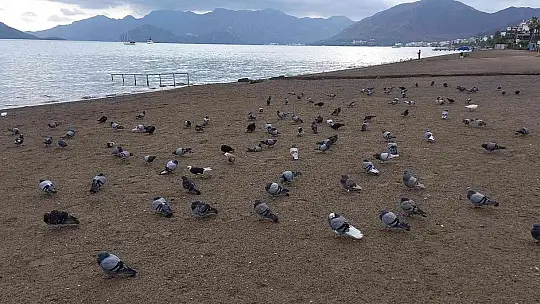 Marmaris'te sahilin keyfini bu defa güvercinler çıkardı