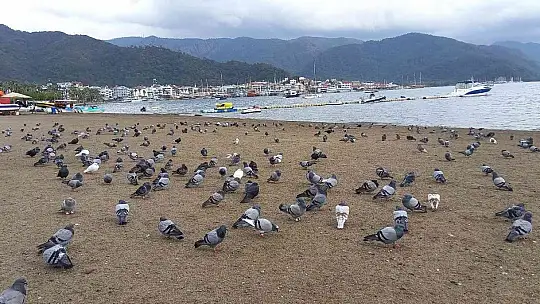 Marmaris'te sahilin keyfini bu defa güvercinler çıkardı