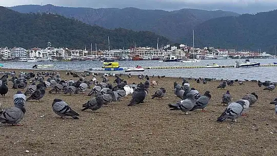 Marmaris'te sahilin keyfini bu defa güvercinler çıkardı