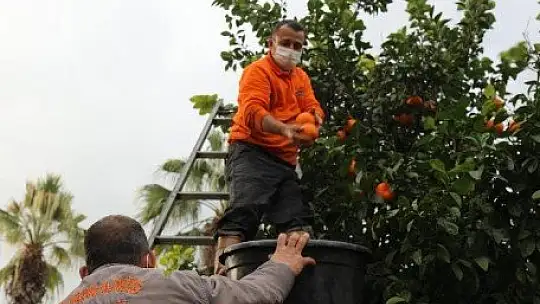 Marmaris'te toplanan turunçlar vatandaşlara dağıtıldı