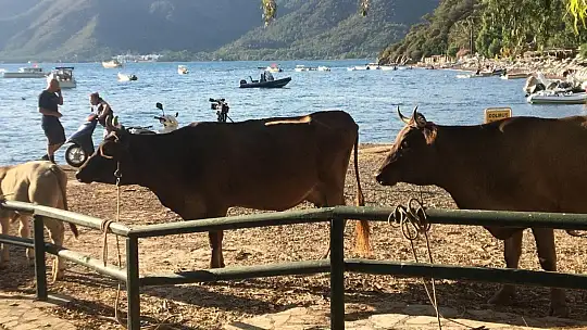 Marmaris'te yangından etkilenen hayvanlar tedavi ediliyor
