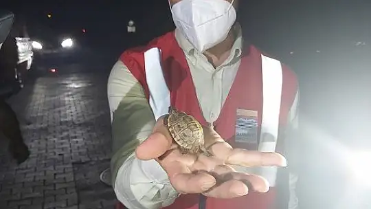 Marmaris'te yangından etkilenen hayvanlar tedavi ediliyor