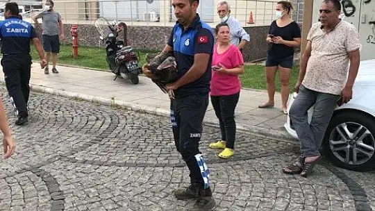 Marmaris'te yangından etkilenen hayvanlar tedavi ediliyor