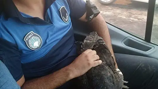 Marmaris'te yangından etkilenen hayvanlar tedavi ediliyor