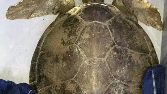 Marmaris'te yaralı yeşil deniz kaplumbağası bulundu