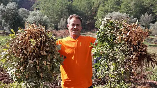 Marmaris'te yer fıstığında ikinci hasat