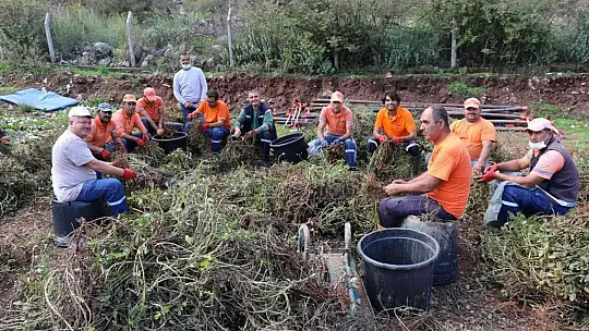 Marmaris'te yer fıstığında ikinci hasat