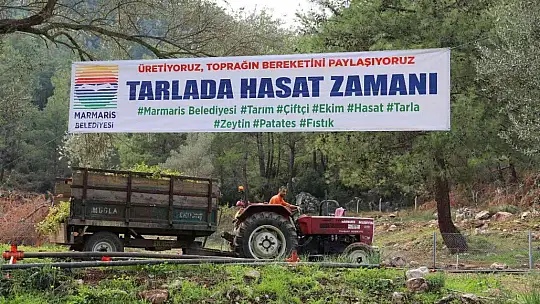 Marmaris'te yer fıstığında ikinci hasat