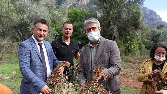 Marmaris'te yer fıstığında ikinci hasat